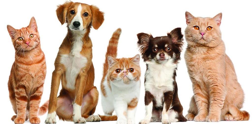 Доска объявлений о животных | ЗооТом - продажа, вязка и услуги для животных в Ясном
