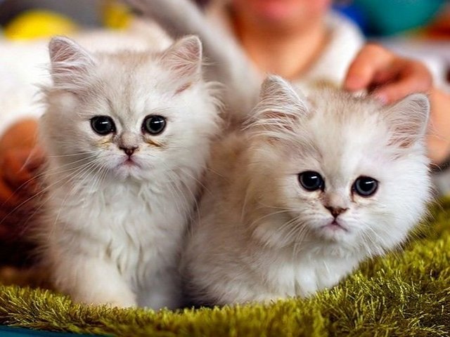 Породы кошек в Ясном | ЗооТом портал о животных