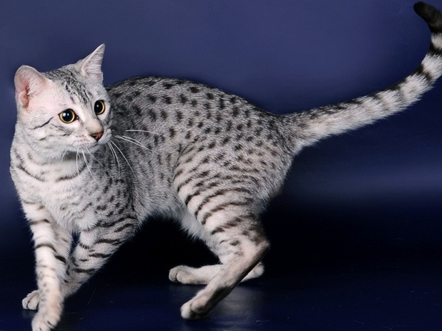 Породы кошек в Ясном | ЗооТом портал о животных