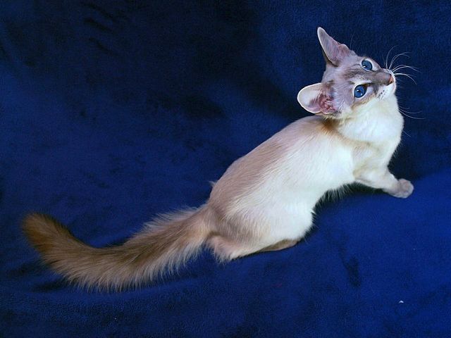 Выведенные породы кошек в Ясном | ЗооТом портал о животных