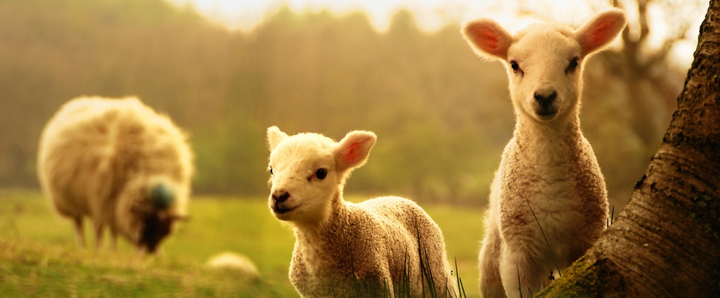 Объявления о сельскохозяйственных животных | ЗооТом - продажа, вязка и услуги для животных в Ясном