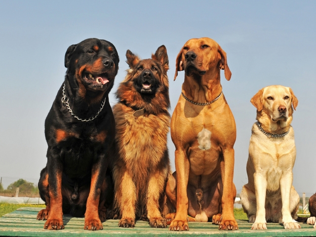 Крупные породы собак в Ясном | ЗооТом портал о животных